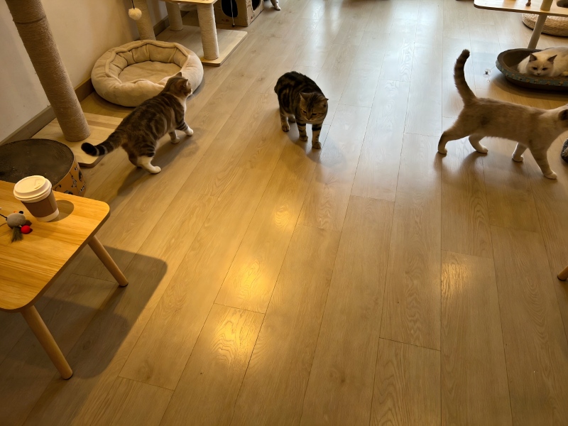 Escaliers stratifiés Escaliers stratifiés